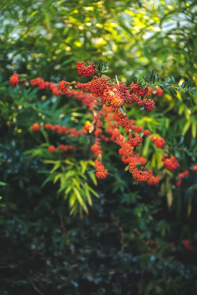 Röda Bär Från Ett Träd Trädgården — Stockfoto