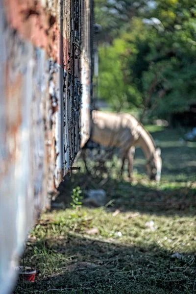 White horse in front of abandoned wagon