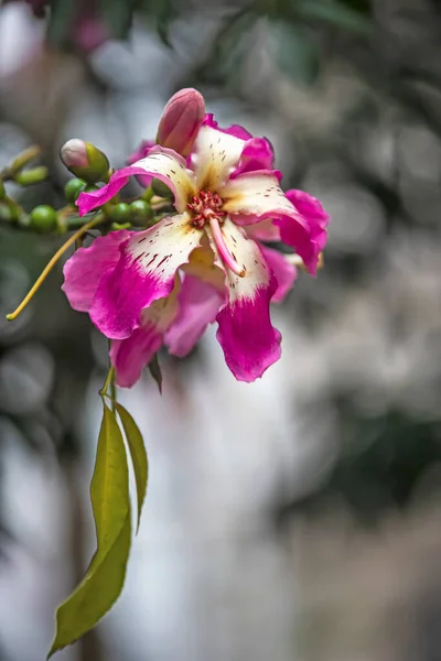 Buenos Aires Çiçek Arkaplanı — Stok fotoğraf