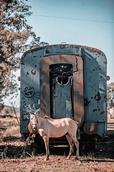 White horse in front of abandoned wagon