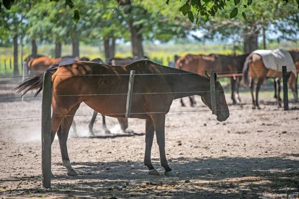 Group Horses Pasturing Farm — Stock Photo, Image