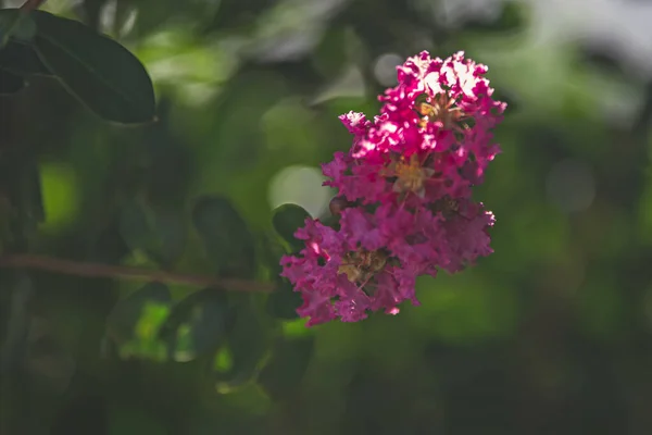 Красивый Розовый Цветок Саду — стоковое фото
