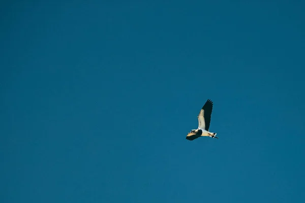 Fågel Flyger Den Blå Himlen — Stockfoto