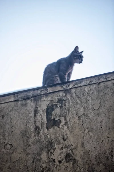 Gato Calle — Foto de Stock