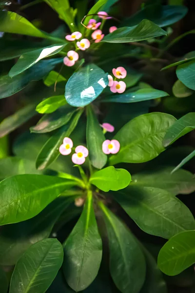 Güzel Yeşil Yapraklar Çiçekler — Stok fotoğraf