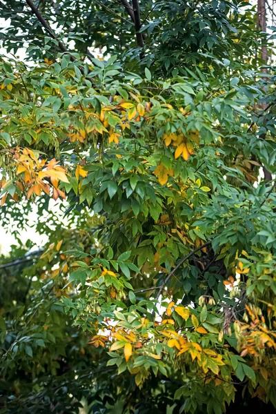 Bahçedeki Güzel Portakal Ağacı — Stok fotoğraf