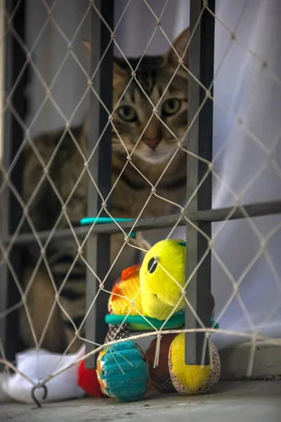 Kot Patrzący Kamerę Przez Okno — Zdjęcie stockowe