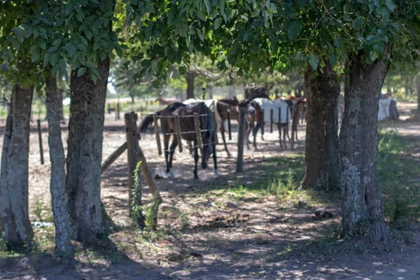 Konie Pastwiska Farmie Słoneczny Dzień — Zdjęcie stockowe