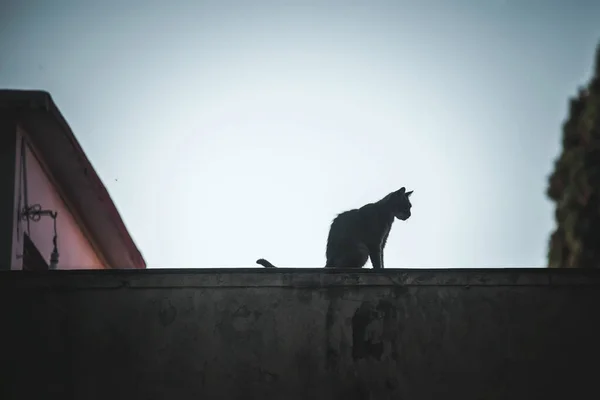 길에서 고양이의 실루엣 — 스톡 사진