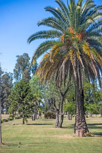 Groene Palmbomen Het Park — Stockfoto