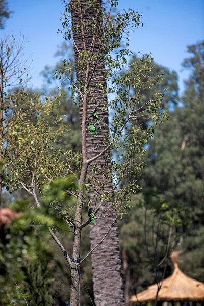 Drzewa Polu Buenos Aires — Zdjęcie stockowe