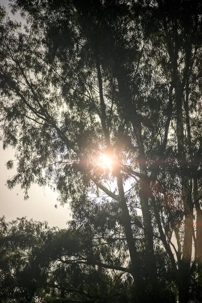 Ήλιος Στο Δάσος Πράσινα Δέντρα — Φωτογραφία Αρχείου