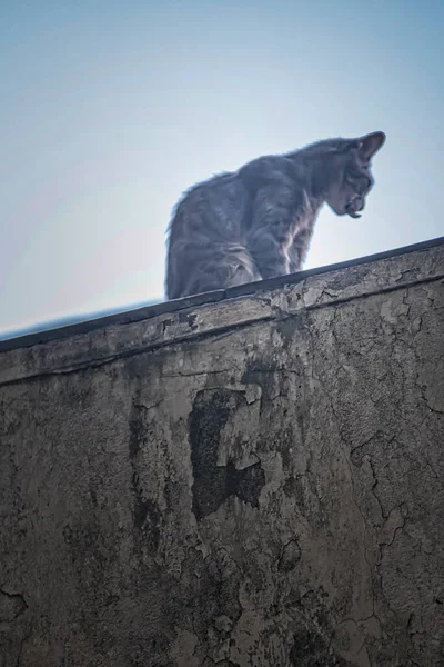 Katt Sittande Taket Huset — Stockfoto