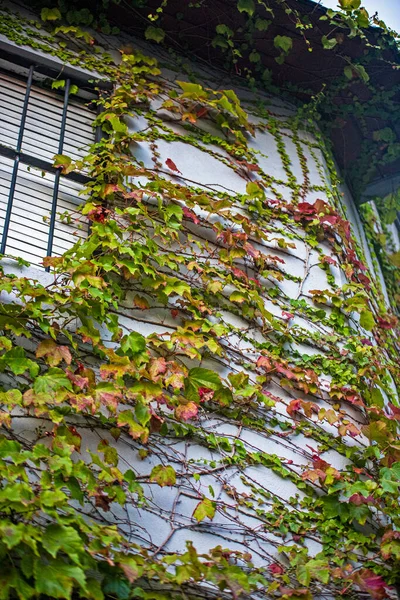 Autumn leaves on house facade