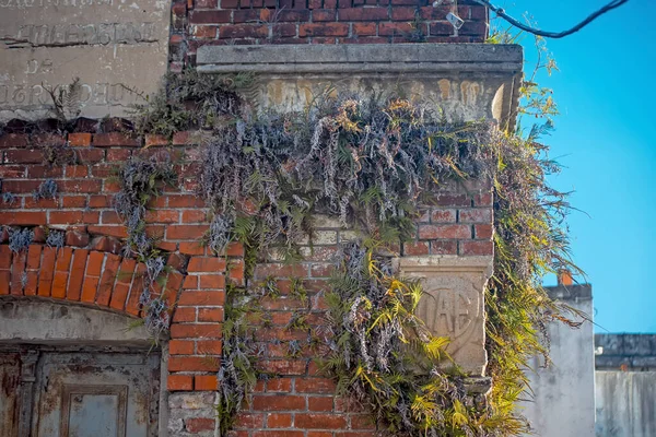 Old brick building wall with plant branches