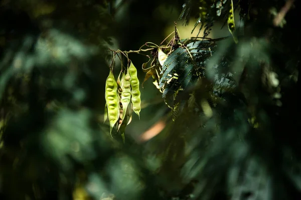 Blumen Und Blätter Hintergrund Buenos Aires — Stockfoto