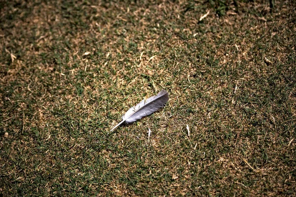 Падшие Птичьи Перья Газоне — стоковое фото