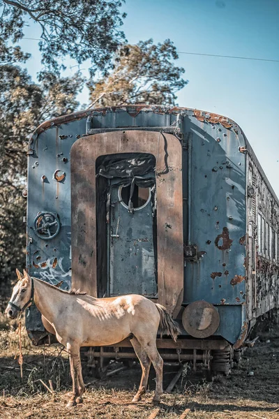 Caballo Blanco Frente Vagón Abandonado —  Fotos de Stock