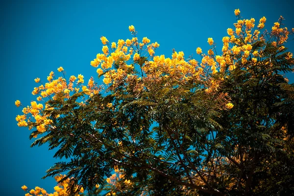 Krásné Žluté Květiny Zahradě — Stock fotografie