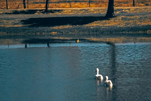 Hermosos Cisnes Agua Del Lago — Foto de Stock