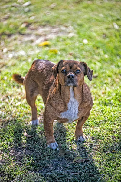 公園の犬 — ストック写真
