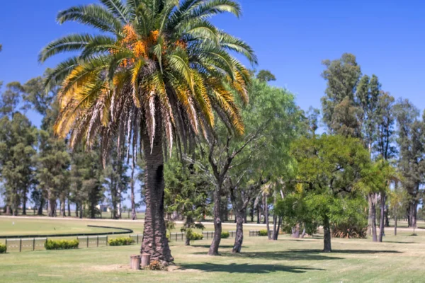 Palmbomen Het Groene Park — Stockfoto