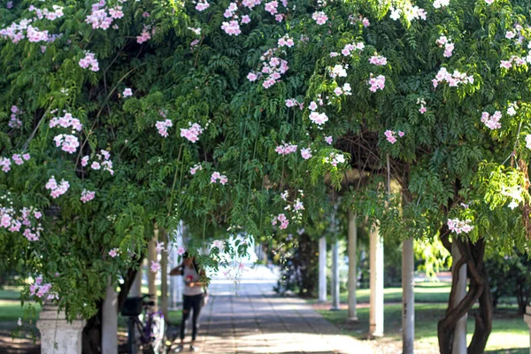 Красивые Цветы Ветвях Деревьев Парке — стоковое фото