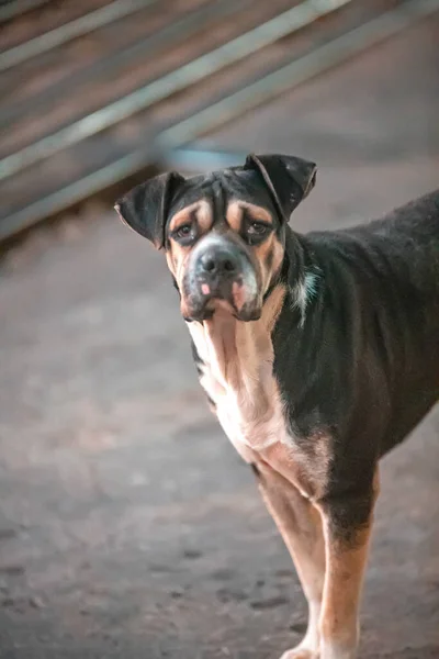 Портрет Милой Собаки Открытом Воздухе — стоковое фото