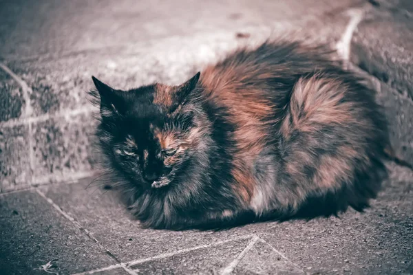 Кіт Вулиці Місті — стокове фото