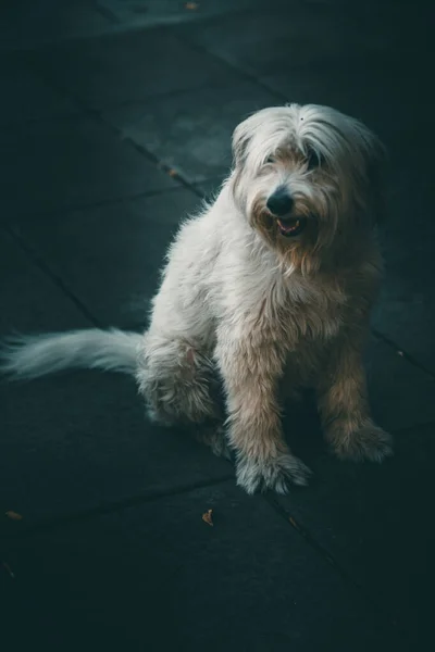 Hund Ras Porträtt Husdjur Koncept — Stockfoto