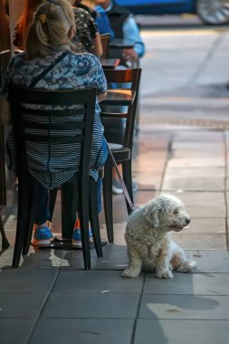 Açık kafede köpeği olan bir kadın.