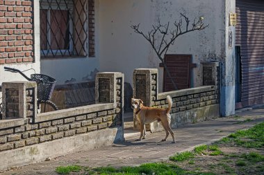 Köydeki köpek.