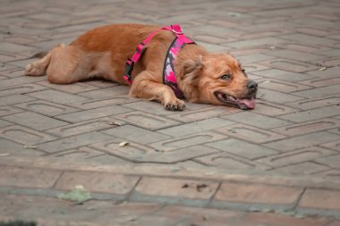  Dili dışarıda tuğla bir yolda yatan bir köpek.