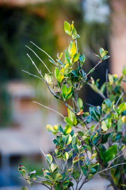  Yeşil yapraklı küçük bir ağaç ve arka planda bir bank.