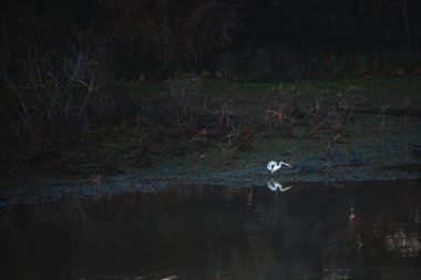  Bir kuş suda yüzüyor.