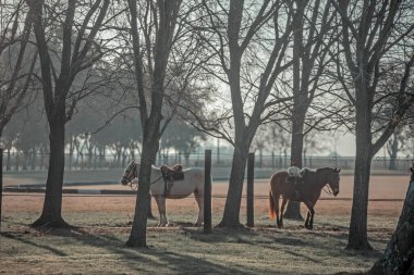 Parktaki atların güzel manzarası