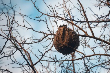 Buenos Aires 'te kuş yuvası
