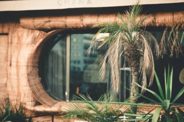 Bulanık arka planda güzel bir tropikal bitkinin yakın plan çekimi.