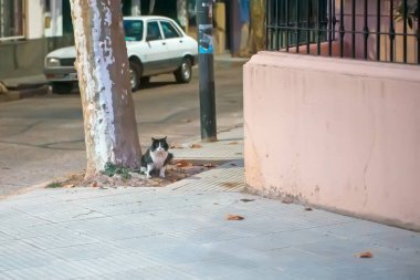 Şehirdeki sevimli kedi.
