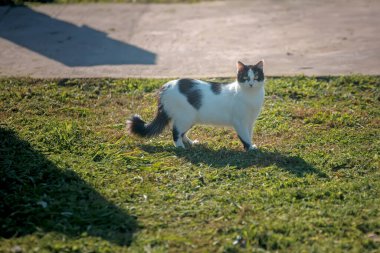 Kedi sokakta yürüyor.