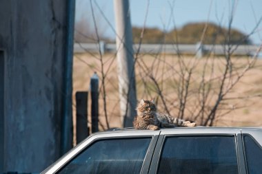 Kedi arabada oturur.