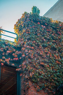 kırmızı tuğla duvar yeşil yemyeşil