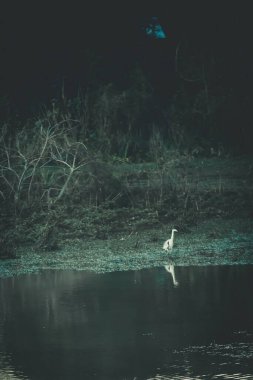 Parktaki göldeki kuşun güzel manzarası.