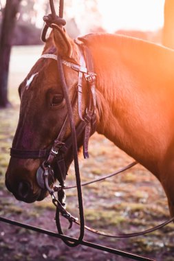  Kafasında dizgin olan bir at.