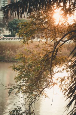  Bir su kütlesinin üzerinde asılı bir ağaç dalı.