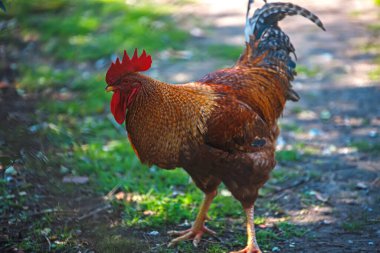 Bahçedeki bir horozun yakın plan çekimi.