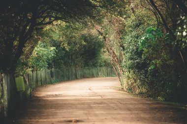 Ağaçlı ve patikalı güzel bir manzara.