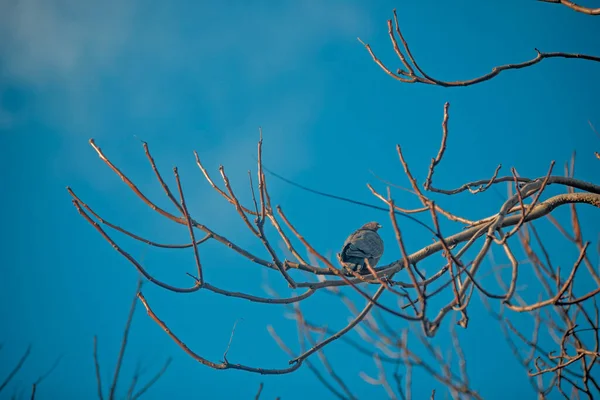 Ein Vogel Sitzt Auf Einem Ast Eines Baumes — Stockfoto