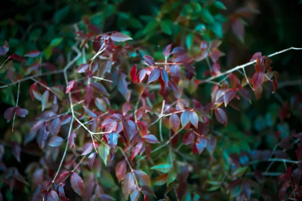 Een Plant Met Rode Bladeren Groene Bladeren — Stockfoto