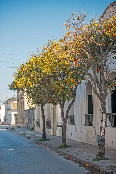 Ağaçlarda Birkaç Ağaç Portakal Olan Bir Cadde — Stok fotoğraf